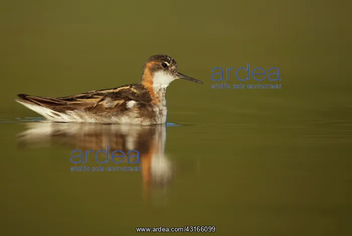  : Red-necked Phalarope