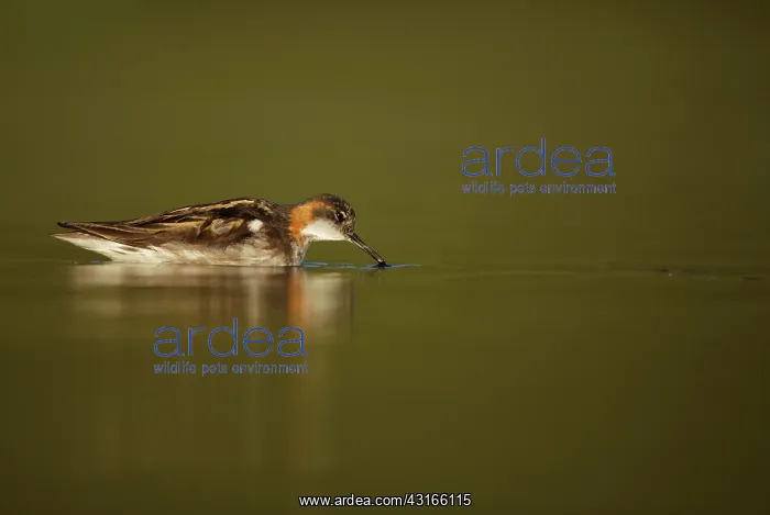 : Red-necked Phalarope : Red-necked Phalarope