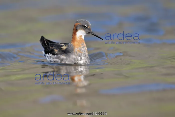 : Red-necked Phalarope : Red-necked Phalarope