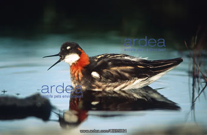: RED-NECKED PHALAROPE : RED-NECKED PHALAROPE