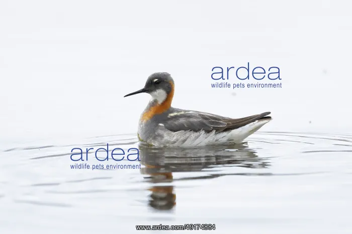 : Red-necked Phalarope : Red-necked Phalarope