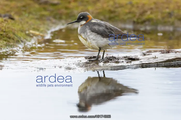 : Red-necked Phalarope : Red-necked Phalarope