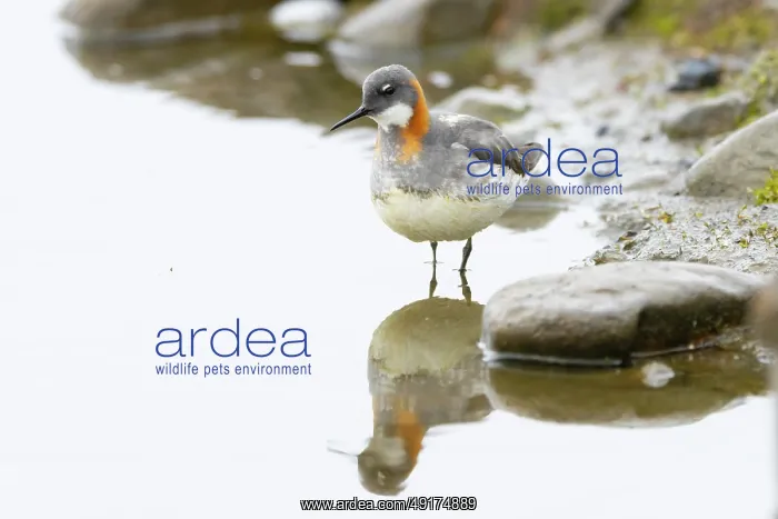 : Red-necked Phalarope : Red-necked Phalarope