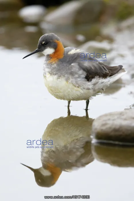 : Red-necked Phalarope : Red-necked Phalarope