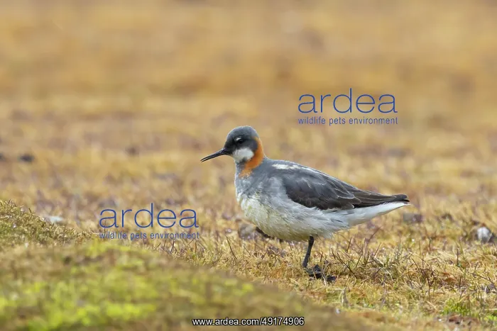 : Red-necked Phalarope : Red-necked Phalarope