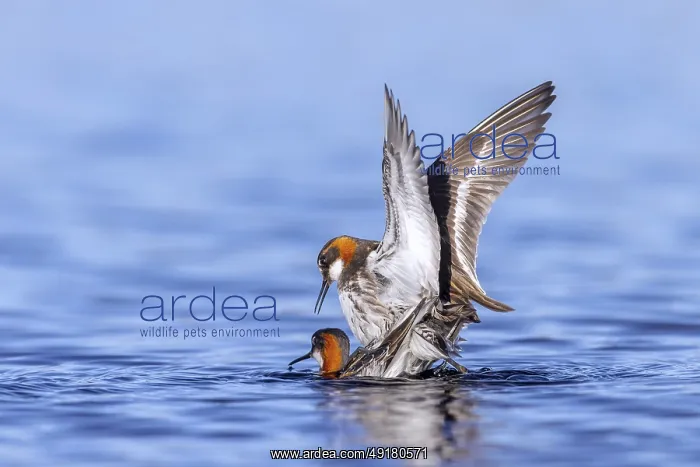 : Red-necked phalarope : Red-necked phalarope