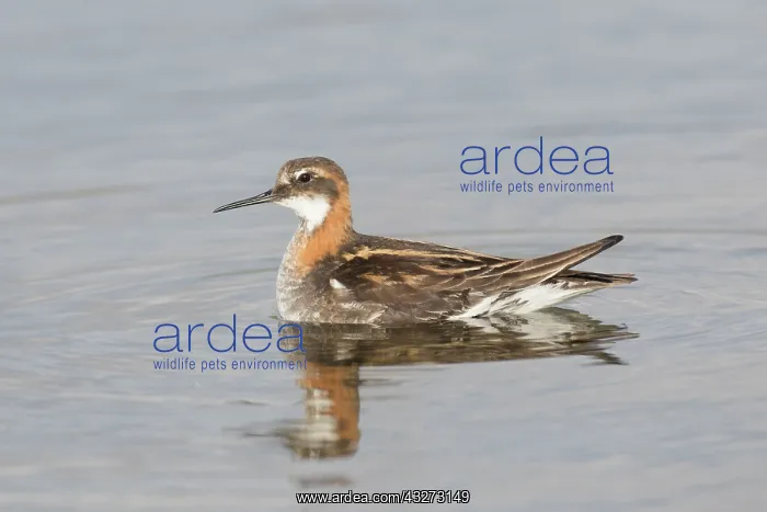 : Red-necked Phalarope - adult male in breeding plumage