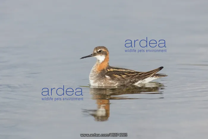 : Red-necked Phalarope - adult male in breeding plumage : Red-necked Phalarope - adult male in breeding plumage