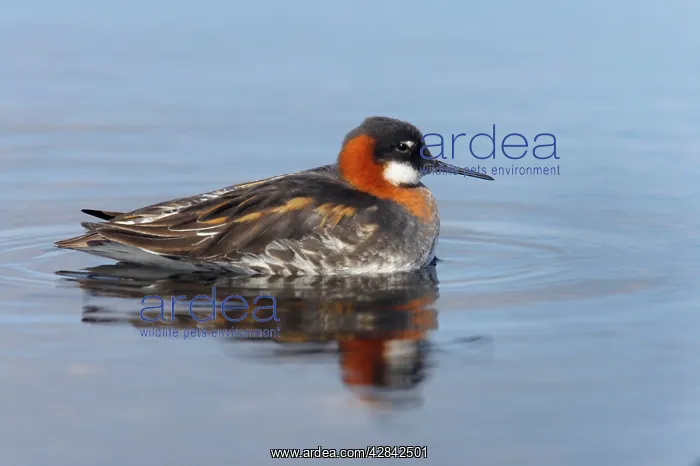 : Red-Necked Phalarope - female : Red-Necked Phalarope - female