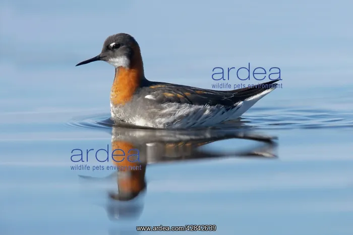 : Red-Necked Phalarope - female : Red-Necked Phalarope - female