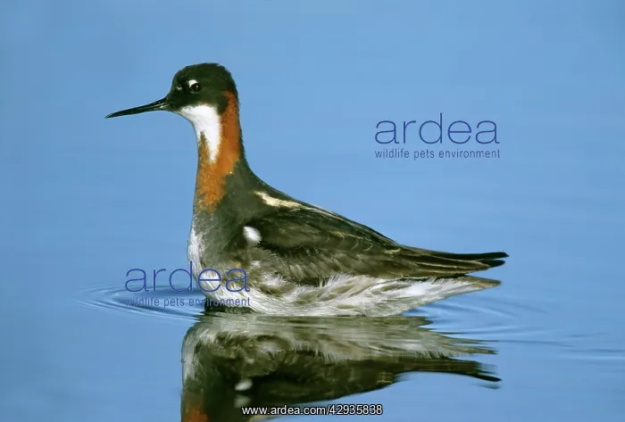 : Red-necked Phalarope - female : Red-necked Phalarope - female