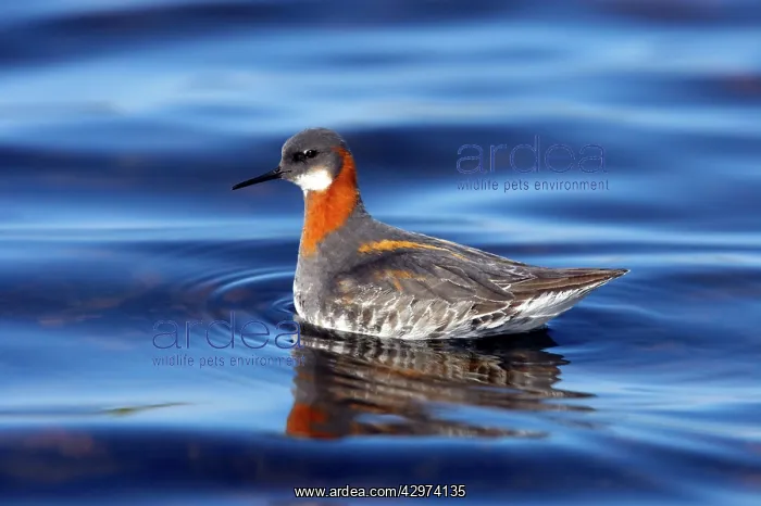 : Red-Necked Phalarope - Female : Red-Necked Phalarope - Female