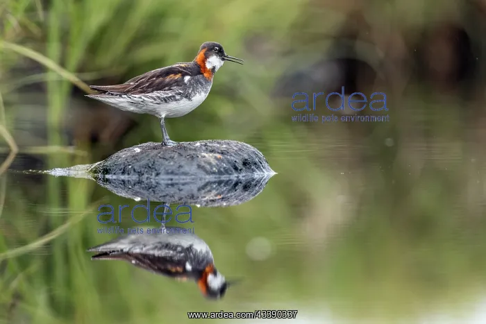 : Red Necked Phalarope - Female - Calling - Iceland : Red Necked Phalarope - Female - Calling - Iceland