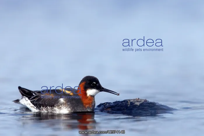 : Red-Necked Phalarope - Female eating insect : Red-Necked Phalarope - Female eating insect