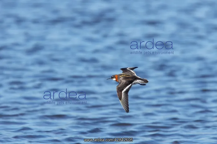 : Red-Necked Phalarope - female in flight : Red-Necked Phalarope - female in flight