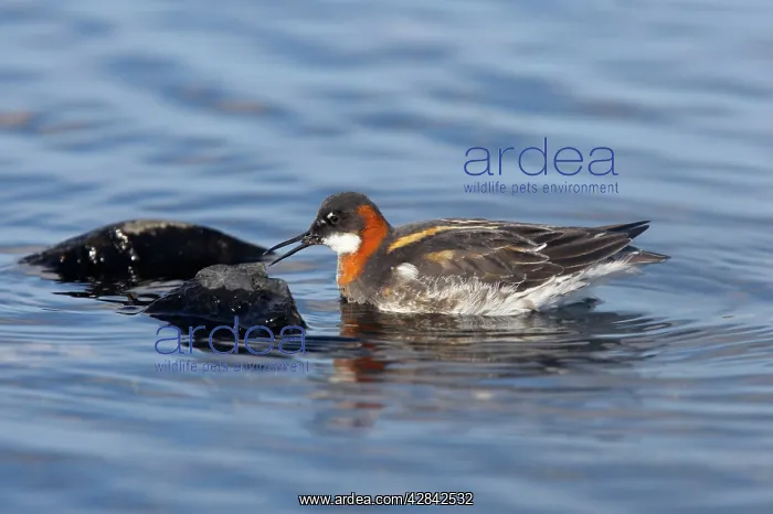 : Red-Necked Phalarope - female searching for insects on rocks : Red-Necked Phalarope - female searching for insects on rocks