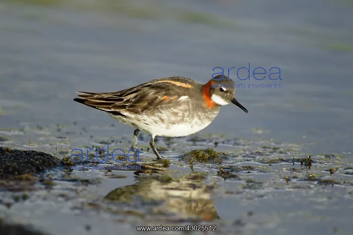 : Red-necked Phalarope - female walking along shore : Red-necked Phalarope - female walking along shore