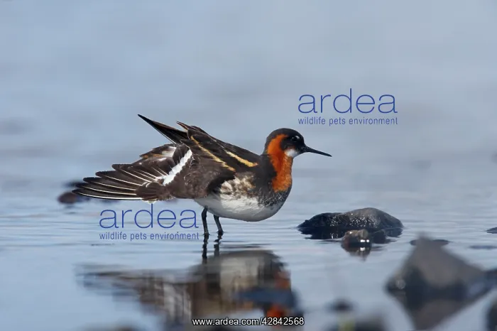 : Red-Necked Phalarope - female wing stretch : Red-Necked Phalarope - female wing stretch