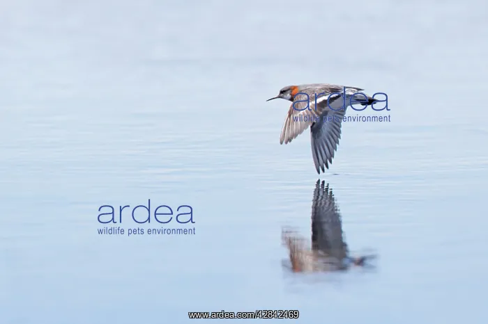 : Red-Necked Phalarope - in flight over water : Red-Necked Phalarope - in flight over water