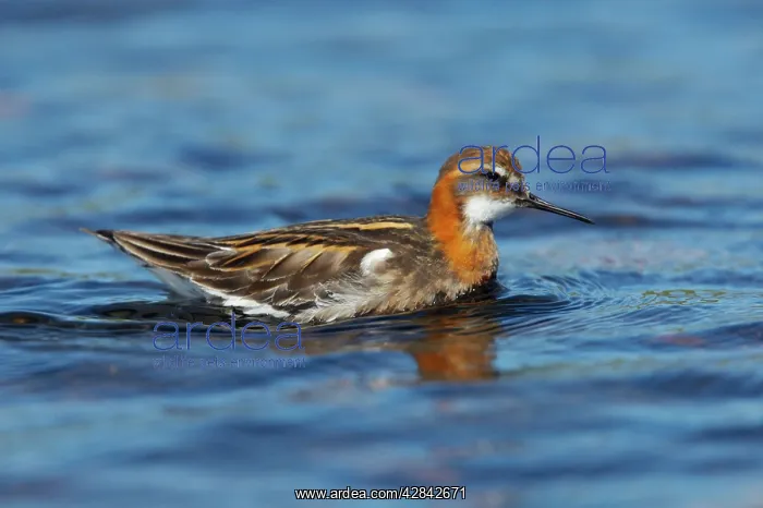 : Red-Necked Phalarope - male : Red-Necked Phalarope - male