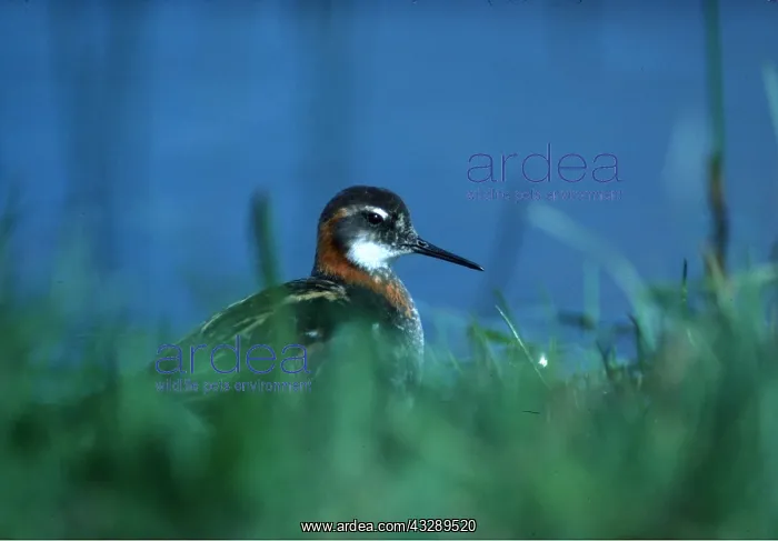 : RED NECKED PHALAROPE - male, in grasses : RED NECKED PHALAROPE - male, in grasses