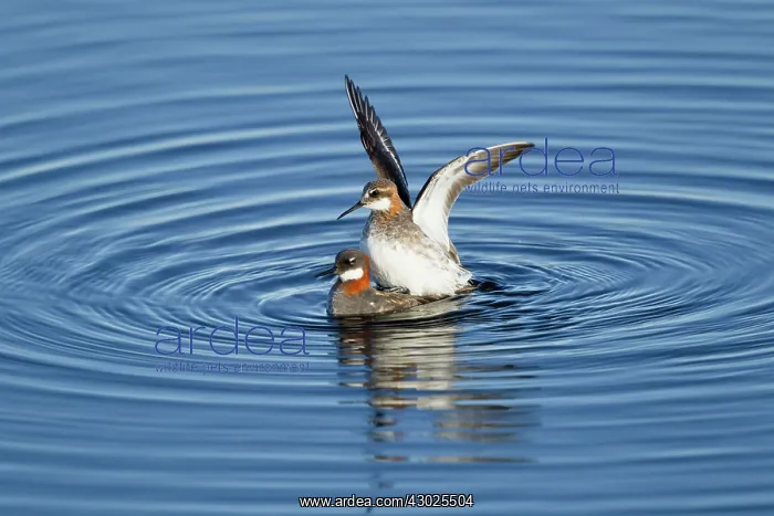 : Red-necked Phalarope - pair mating : Red-necked Phalarope - pair mating