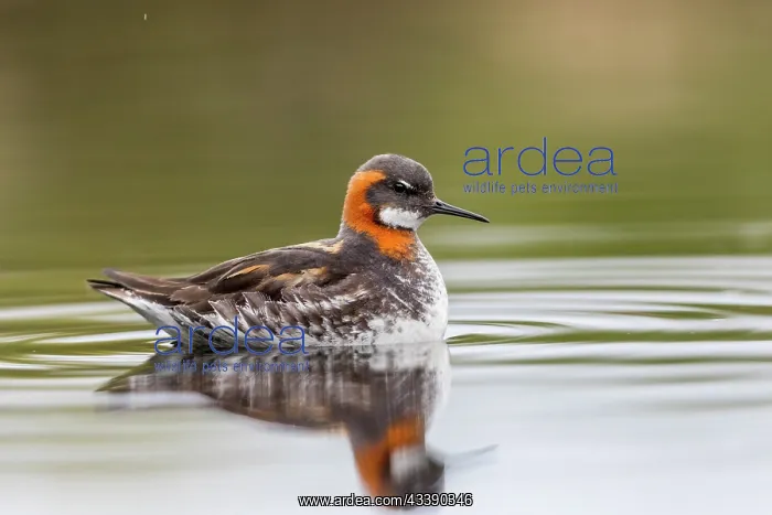 : Red Necked Phalarope - Summer - Iceland : Red Necked Phalarope - Summer - Iceland