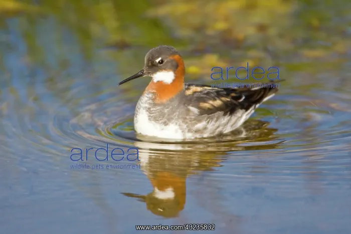 : Red-necked Phalarope swims in a pond near : Red-necked Phalarope swims in a pond near