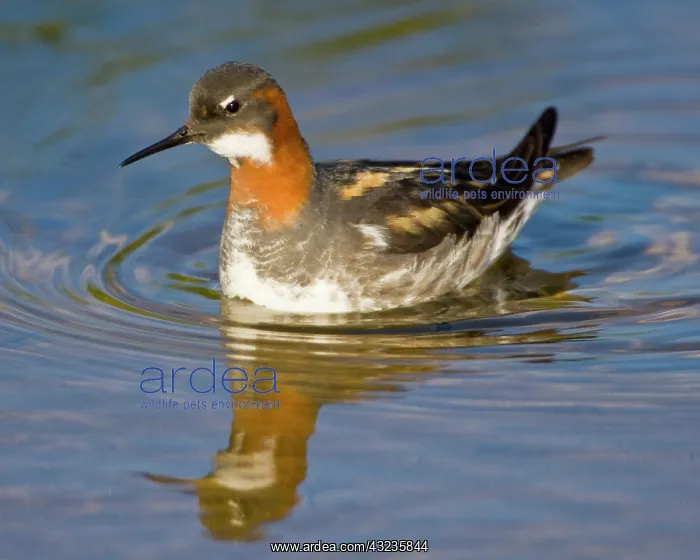 : Red-necked Phalarope swims in a pond near : Red-necked Phalarope swims in a pond near