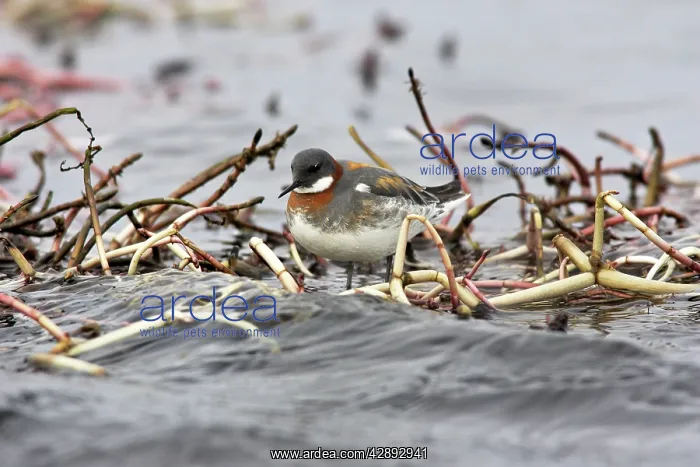 : Red-necked Phalarope - in water : Red-necked Phalarope - in water