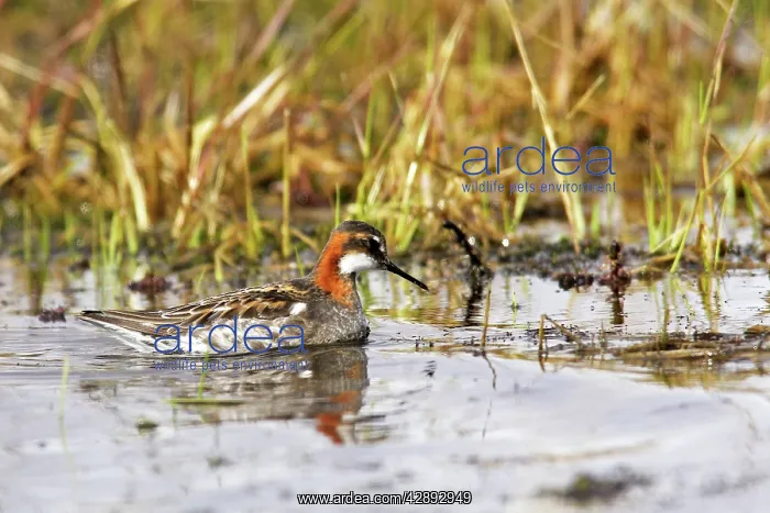 : Red-necked Phalarope - in water : Red-necked Phalarope - in water