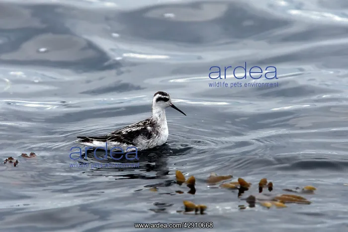 : Red-necked Phalarope - in water : Red-necked Phalarope - in water