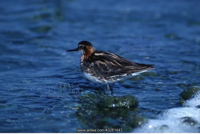 : RED NECKED PHALAROPE - in water : RED NECKED PHALAROPE - in water