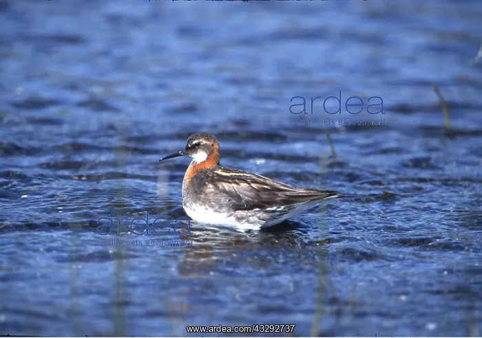 : RED-NECKED PHALAROPE - on water : RED-NECKED PHALAROPE - on water