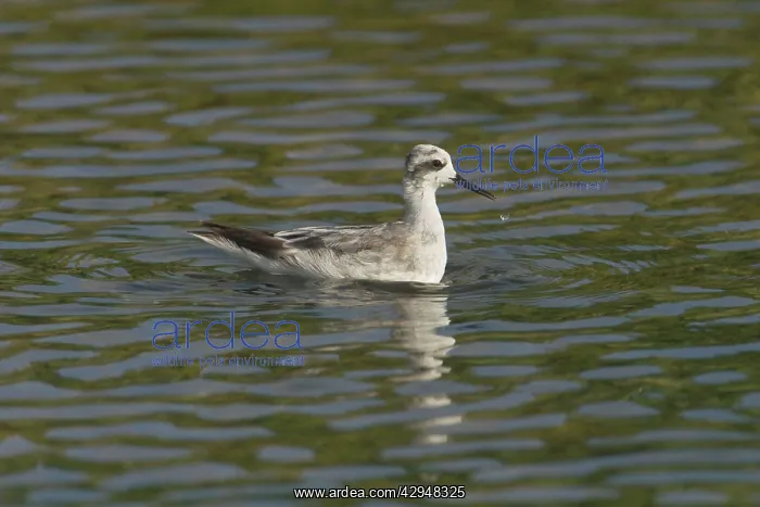 : Red-necked Phalarope - winter plumage : Red-necked Phalarope - winter plumage