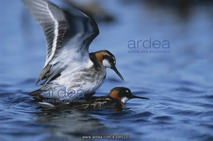 : Red-necked Phalaropes : Red-necked Phalaropes