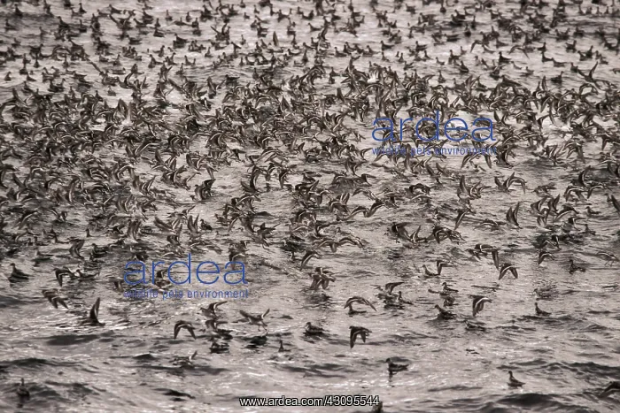 : Red-necked Phalaropes : Red-necked Phalaropes