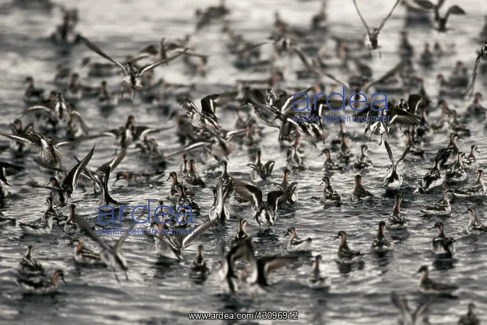 : Red-necked Phalaropes : Red-necked Phalaropes