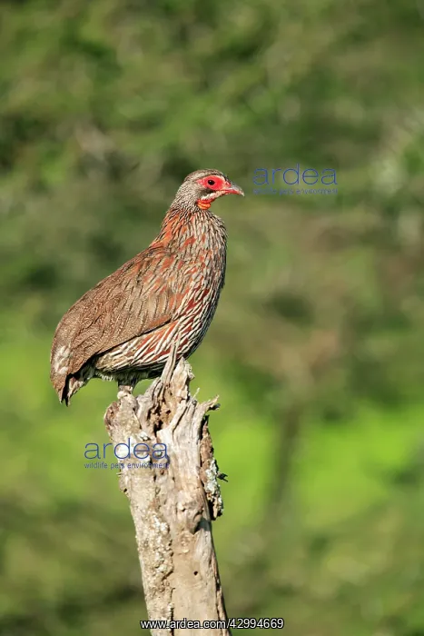: Red-necked Spurfowl / Francolin perched on a dead : Red-necked Spurfowl / Francolin perched on a dead