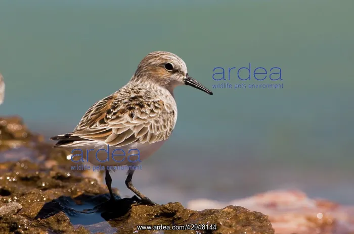 : Red-necked Stint - breeding plumage : Red-necked Stint - breeding plumage