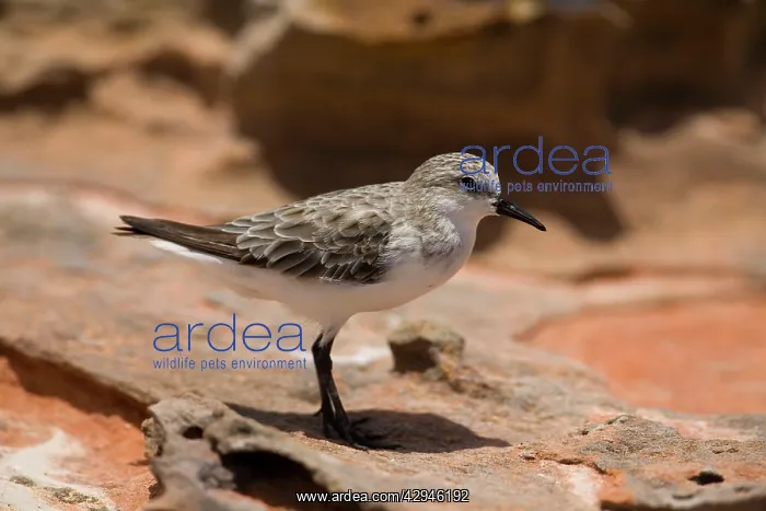 : Red-necked Stint - in winter plumage : Red-necked Stint - in winter plumage