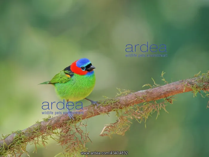 : Red Necked Tanager Tangara cyanocephala Atlantic : Red Necked Tanager Tangara cyanocephala Atlantic