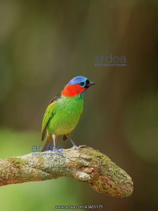 : Red Necked Tanager Tangara cyanocephala Atlantic : Red Necked Tanager Tangara cyanocephala Atlantic