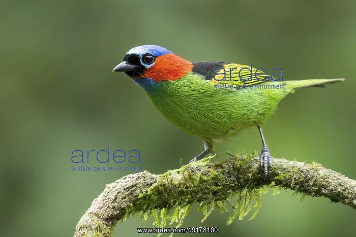 : Red-necked Tanager (Tangara cyanocephala) perched on a branch in the Atlantic Rainforest of Brazil : Red-necked Tanager (Tangara cyanocephala) perched on a branch in the Atlantic Rainforest of Brazil