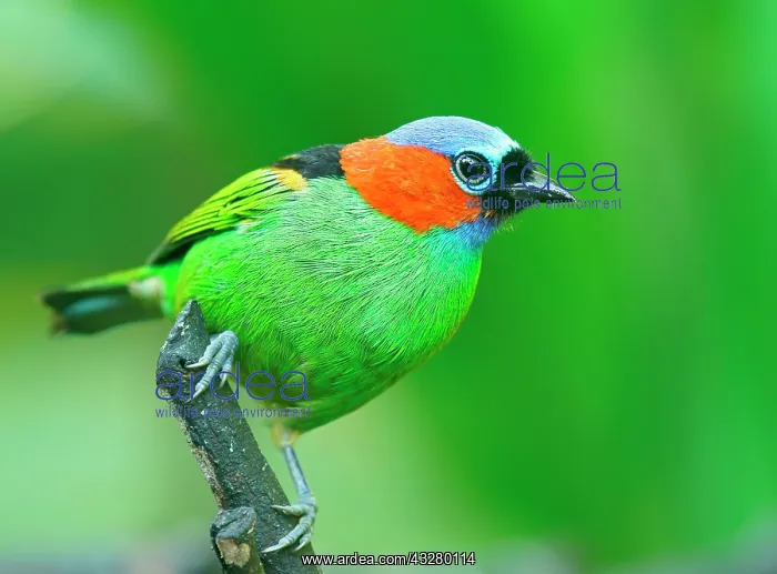 : Red-necked Tanager (Tangara cyanocephala), sitting : Red-necked Tanager (Tangara cyanocephala), sitting