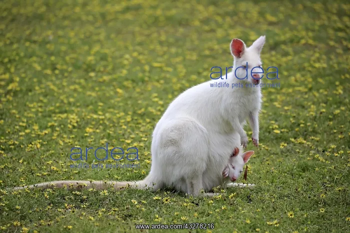 : Red-necked wallabies (Macropus rufogriseus), albino : Red-necked wallabies (Macropus rufogriseus), albino