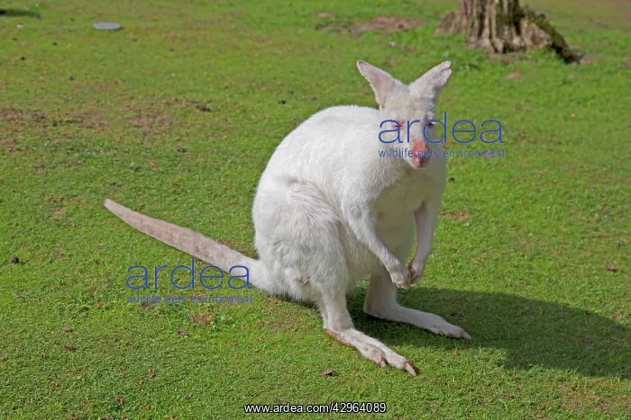  : Red Necked Wallaby - Albino