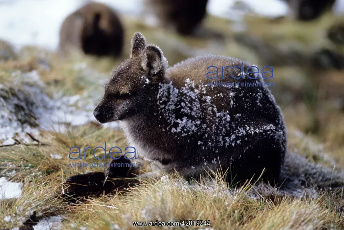 : Red-necked Wallaby / Bennett's Wallaby : Red-necked Wallaby / Bennett's Wallaby