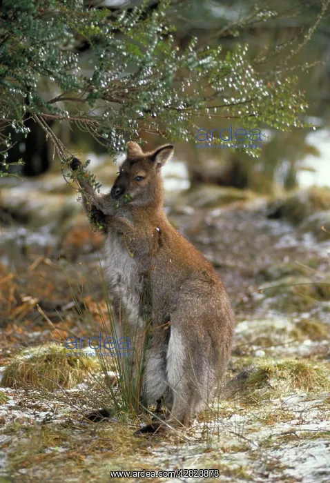 : Red-necked Wallaby / Bennett's Wallaby : Red-necked Wallaby / Bennett's Wallaby