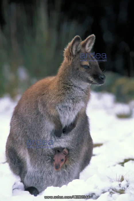 : Red-necked Wallaby / Bennett's Wallaby : Red-necked Wallaby / Bennett's Wallaby